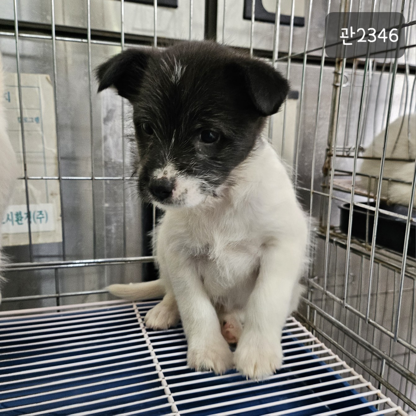 고양시동물보호센터_441394202302346